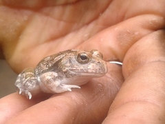 Tomopterna cryptotis