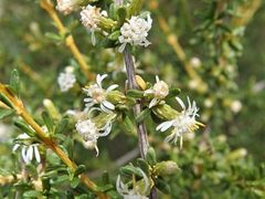 Olearia solandri
