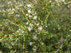 Olearia solandri