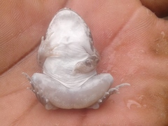 Tomopterna cryptotis