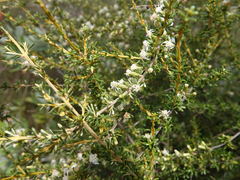Olearia solandri