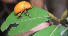 Podontia lutea