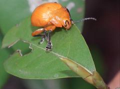 Podontia lutea
