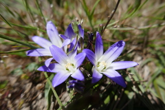 Brodiaea terrestris terrestris