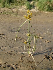 Cyperus glomeratus