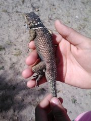Sceloporus cyanogenys