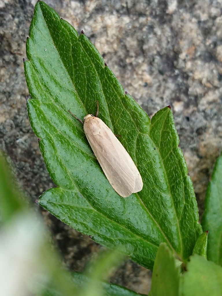 Katha magnata