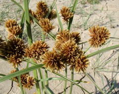 Cyperus glomeratus