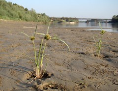 Cyperus glomeratus