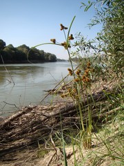 Cyperus glomeratus