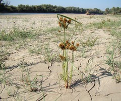 Cyperus glomeratus
