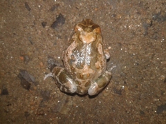 Tomopterna cryptotis