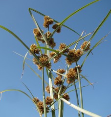 Cyperus glomeratus