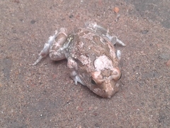 Tomopterna cryptotis