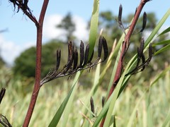 Phormium tenax