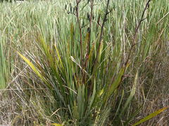 Phormium tenax