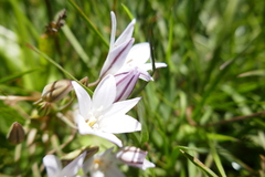 Triteleia peduncularis