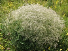 Gypsophila paniculata