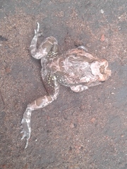 Tomopterna cryptotis