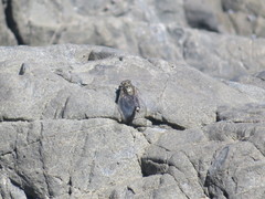 Amphipsalta strepitans