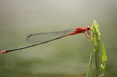 Pseudagrion pilidorsum declaratum