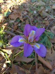 Iris unguicularis