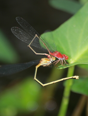 Pseudagrion pilidorsum declaratum