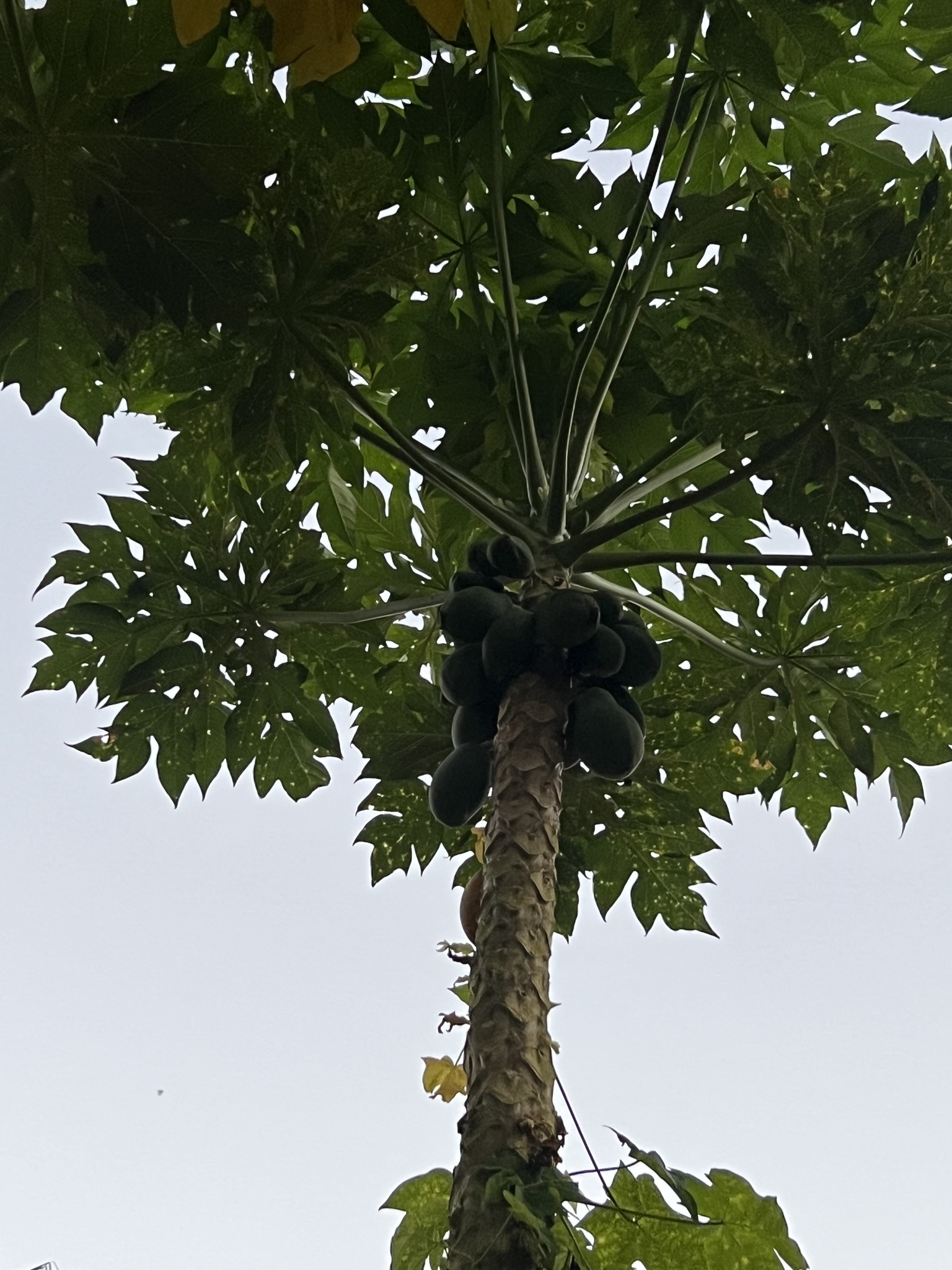 Carica papaya