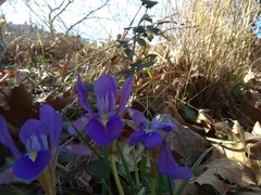 Iris unguicularis