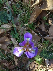 Iris unguicularis