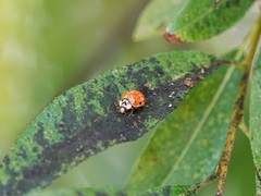 Harmonia axyridis
