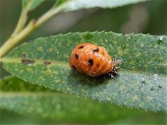 Harmonia axyridis