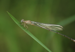 Pseudagrion pilidorsum declaratum