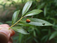 Harmonia axyridis