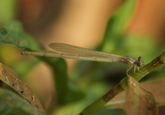 Pseudagrion pilidorsum declaratum