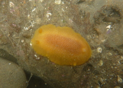 Doriopsilla albopunctata