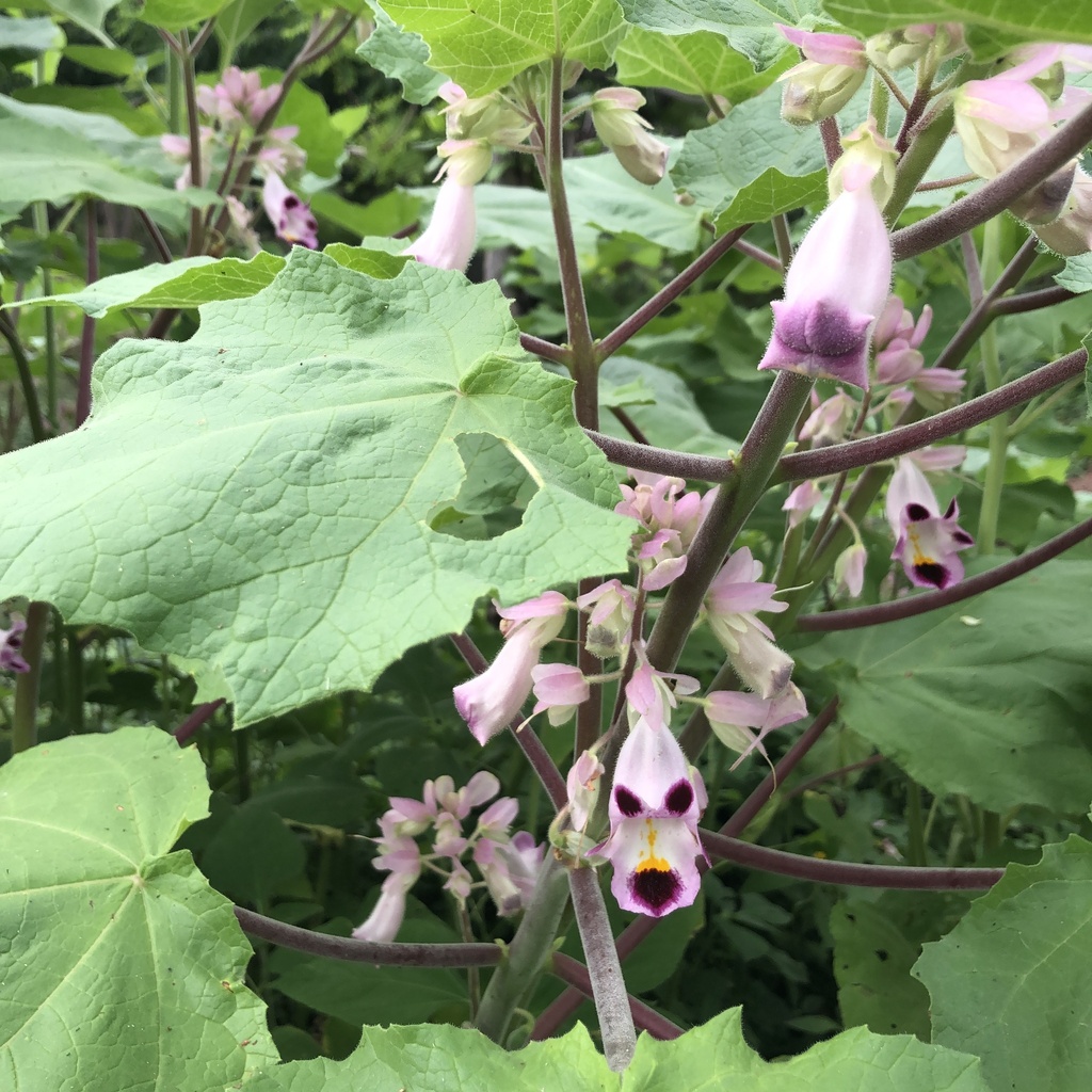 Cat's Claw from Paso Ancho, Mich., MX on August 20, 2023 at 09:41 AM by ...