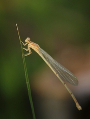 Pseudagrion pilidorsum declaratum