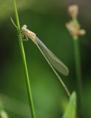 Pseudagrion pilidorsum declaratum