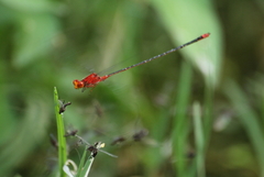 Pseudagrion pilidorsum declaratum
