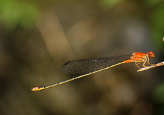 Pseudagrion pilidorsum declaratum