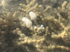 Eudistoma elongatum
