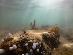 Eudistoma elongatum