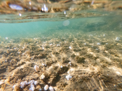 Eudistoma elongatum