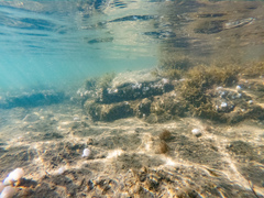 Eudistoma elongatum