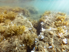 Eudistoma elongatum