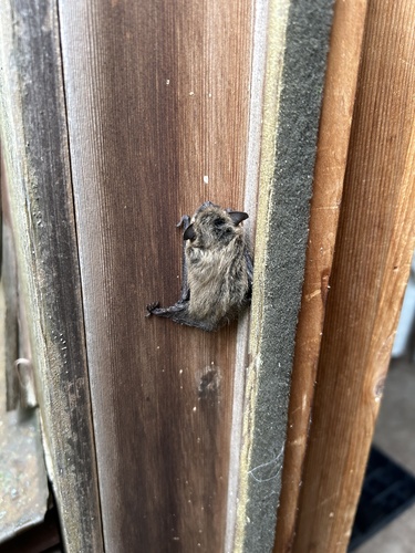 ヒメコアシホオヒゲコウモリ
