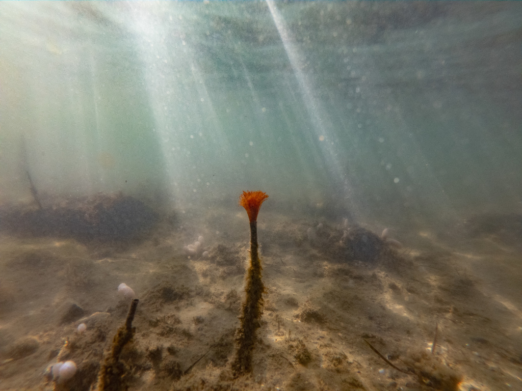 Photo of Mediterranean fanworm (Sabella spallanzanii)