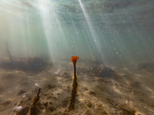 Photo of Mediterranean fanworm (Sabella spallanzanii)
