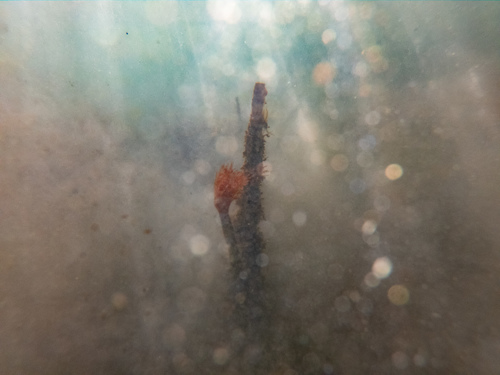 Photo of Mediterranean fanworm (Sabella spallanzanii)